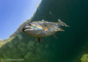 Rainbow trout.
D200 10.5mm.
Winter 2009 by Mark Thomas 